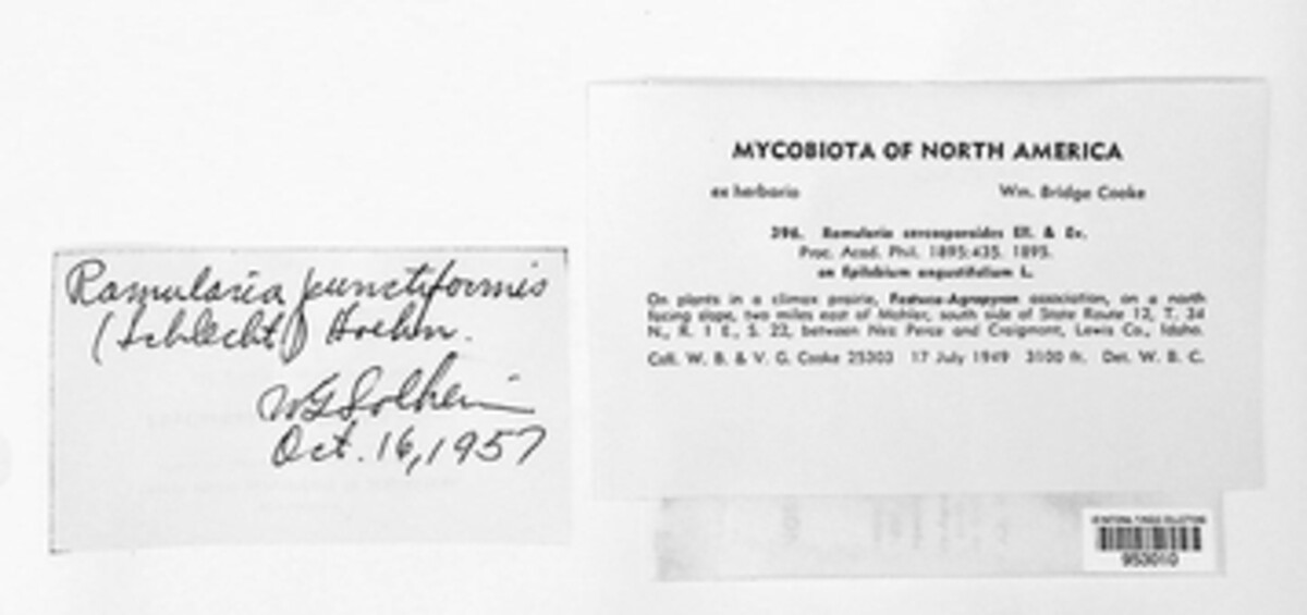 Phaeoramularia image